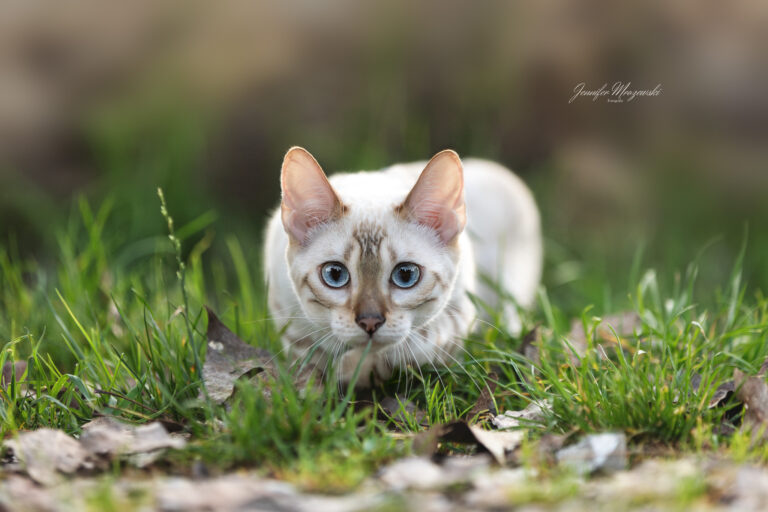 2024-08-28-Bengal-Cleo-Lukas-(17)-Web