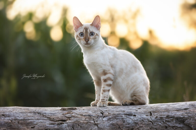 2024-08-28-Bengal-Cleo-Lukas-(43)-Web