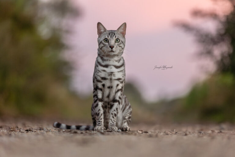 2024-08-28-Bengal-Cleo-Lukas-(85)-Web