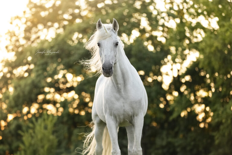 2024-09-05-Einhorn-Infante-Farruco-(61)-Web