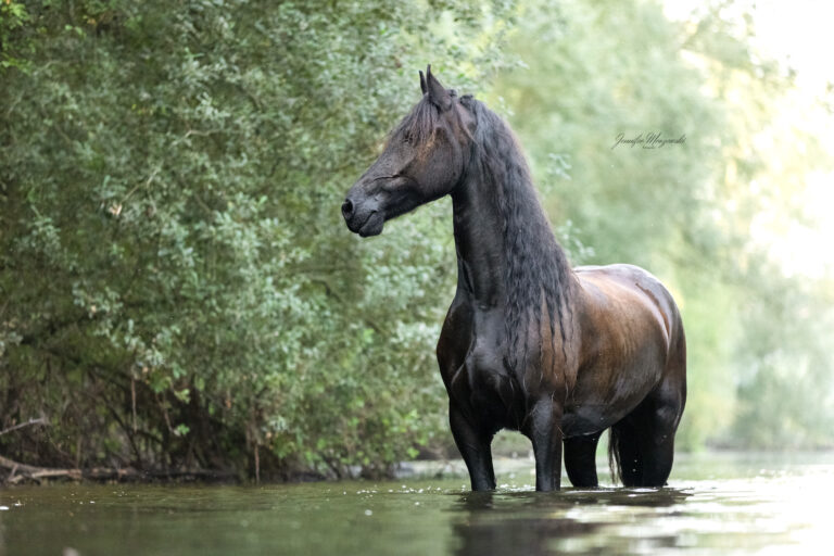 2024-09-06-Nero-Wasser-(85-2)-Web