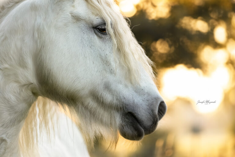 2024-09-22-Monty-Sonnenuntergang-(61)-Web