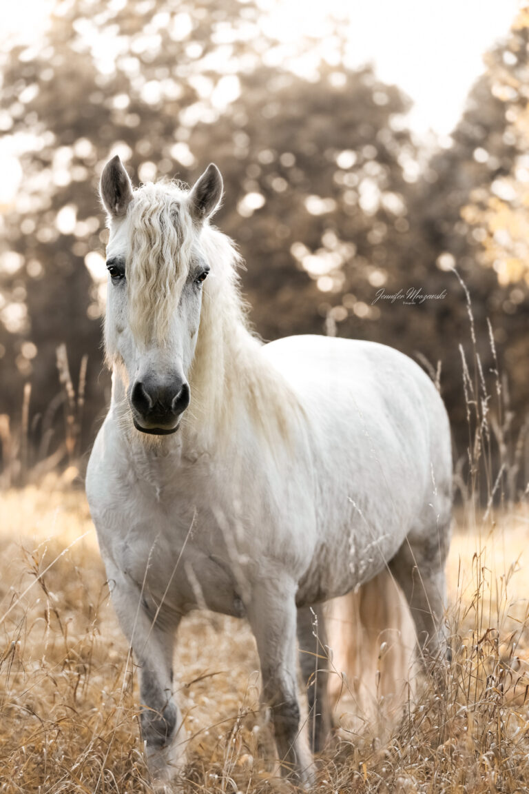 2024-09-22-Monty-Sonnenuntergang-(9-2)-Web