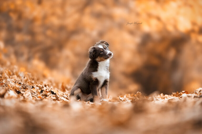 2024-11-03-Welpe-Tranee-(42)-Web