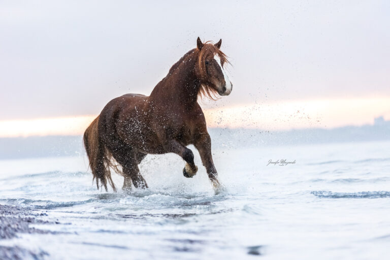 2025-01-26-Brave-Laboe-(56)-Web