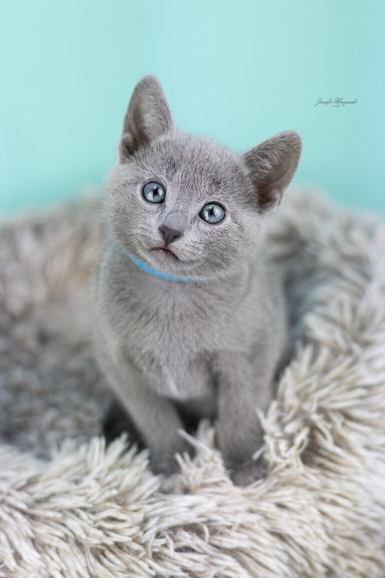 2025-03-11-Russisch-Blau-Kitten-(102)-Web