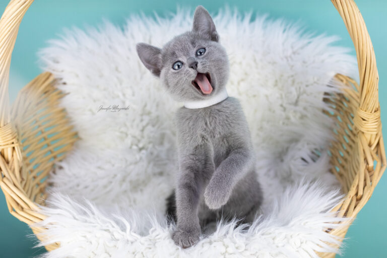 2025-03-11-Russisch-Blau-Kitten-(211)-Web