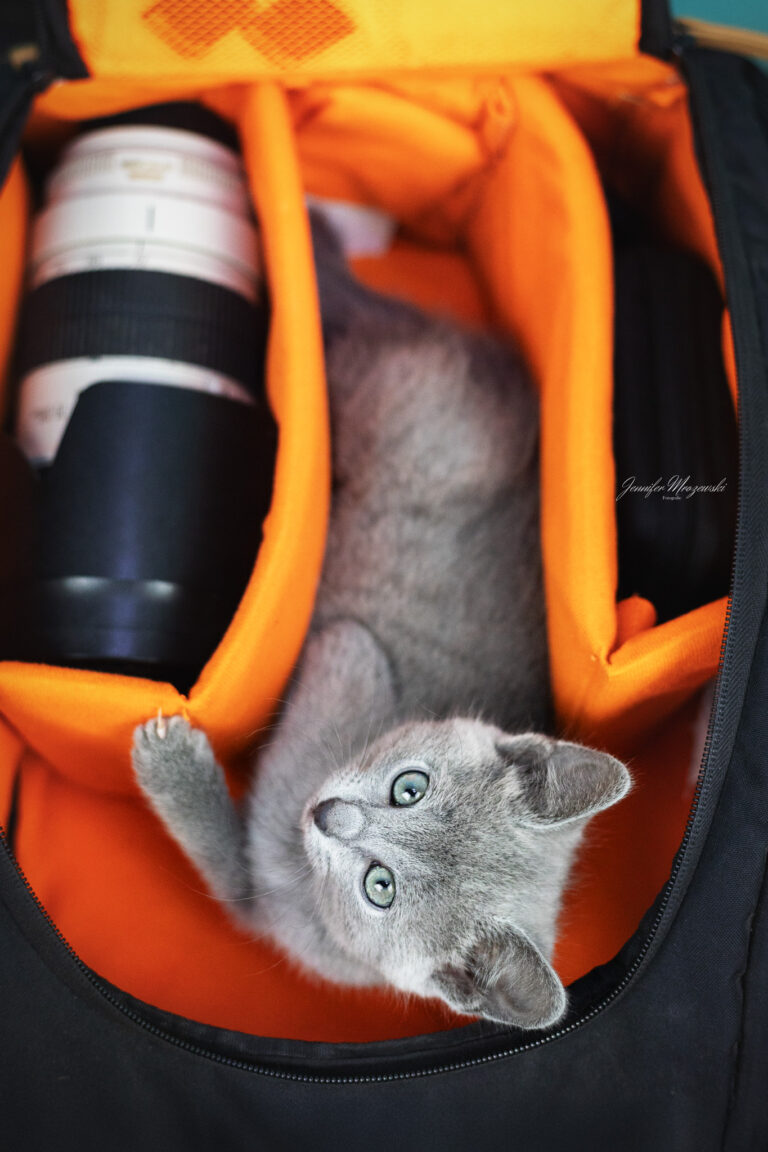 2025-03-11-Russisch-Blau-Kitten-(377)-Web