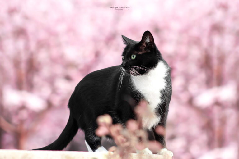 31.03.2022-(2)-Kirsche-Katze-Filou-(21)-Wasserzeichen