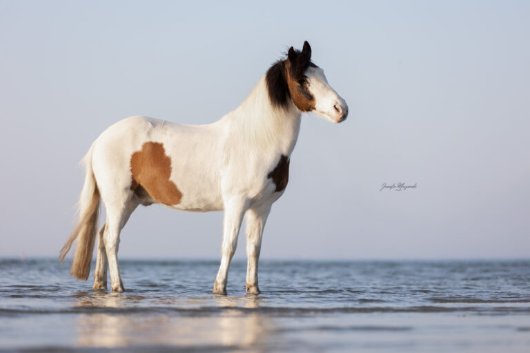 2025-03-18-Joshi-Stein-(1)-Web