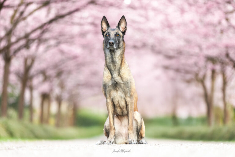 2025-04-04-Kirsche-Mine-(18)-Web