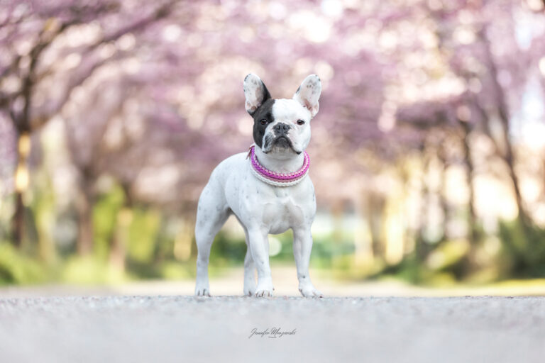 2025-04-07-Kirsche-Nicca-(2)-Web