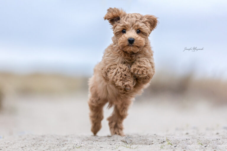 2025-04-12-Archie-Welpe-(34)-Web