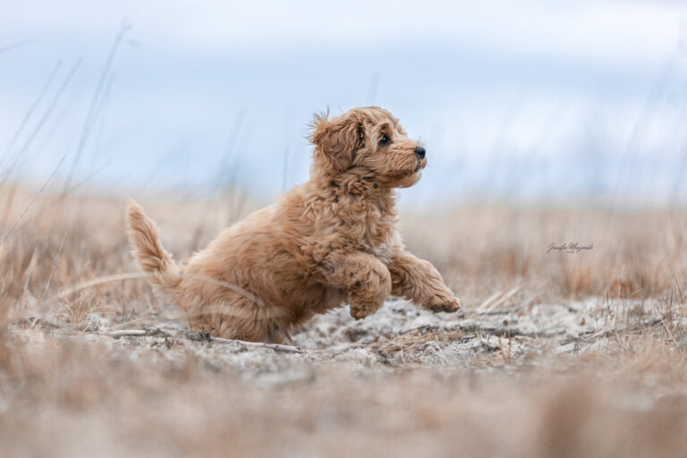 2025-04-12-Archie-Welpe-(4)-Web