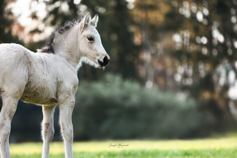 2025-04-14-Perlino-und-Fohlen-(75)-Web