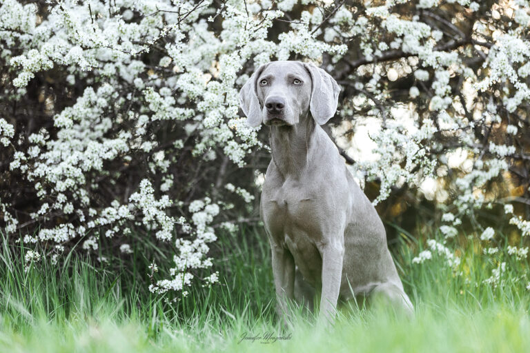 2025-04-16-Ada-Blüten-(19)-Web