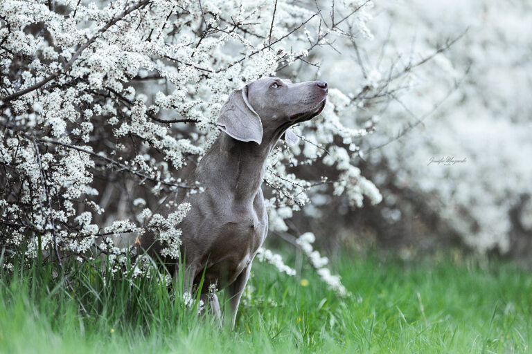 2025-04-16-Ada-Blüten-(21)-Web