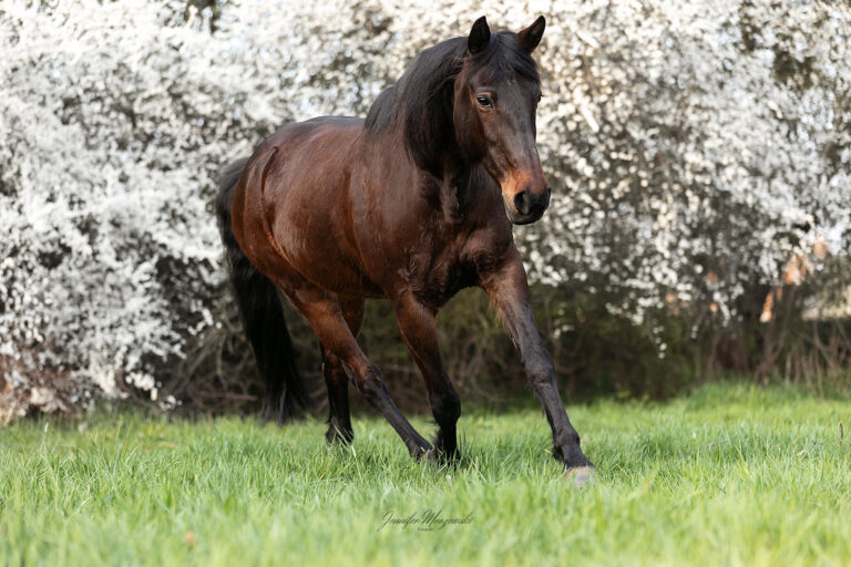 2025-04-16-Iwa-Blüten-(42)-Web