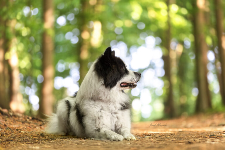 2025-05-09-Antonia-Hund-(5)-Web