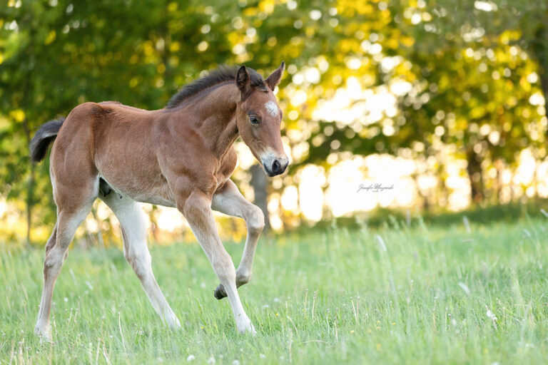 2025-05-15-Emilie-Fohlen-(104)-Web