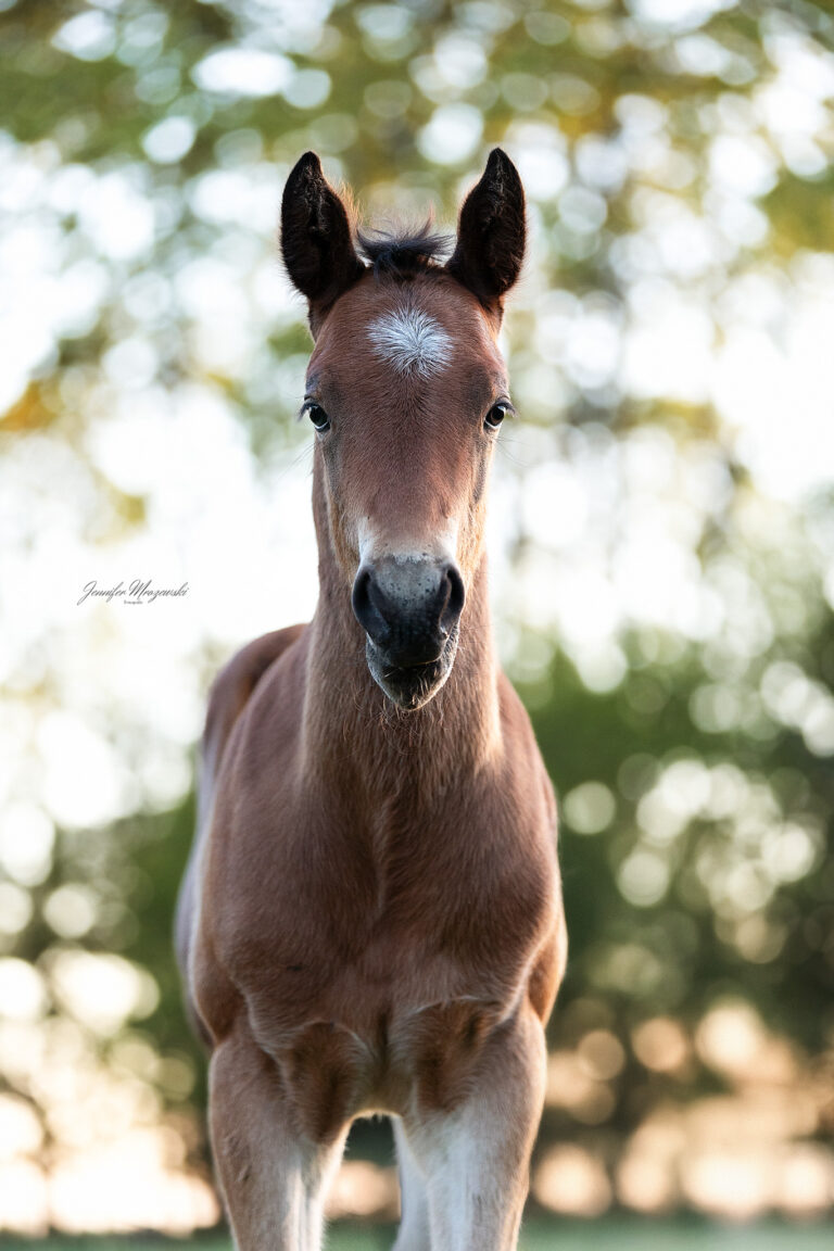 2025-05-15-Emilie-Fohlen-(146)-Web