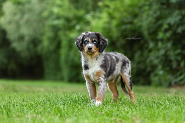 2025-05-23-Welpe-Syon-(13)-Web