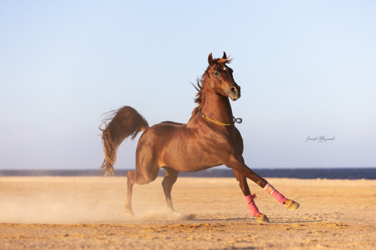 2025-02-14-Pilotstable-shooting-(24)-Web