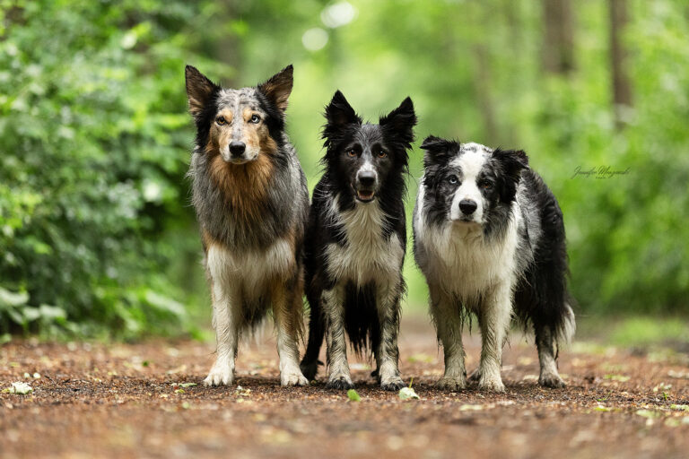 2025-05-24-Kim-Hunde-Brühl-(19)-Web