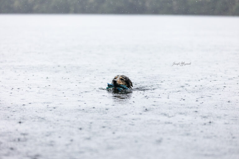 2025-05-24-Kim-Hunde-Brühl-(30)-Web