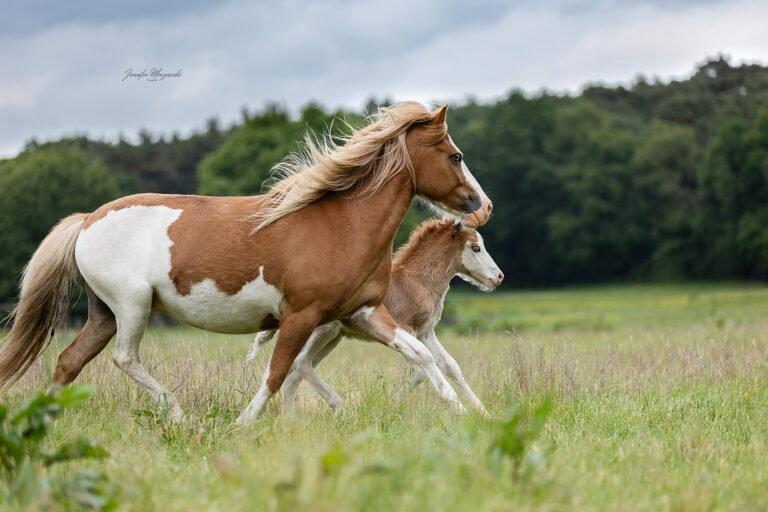 2025-05-29-Isländer-(28)-Web