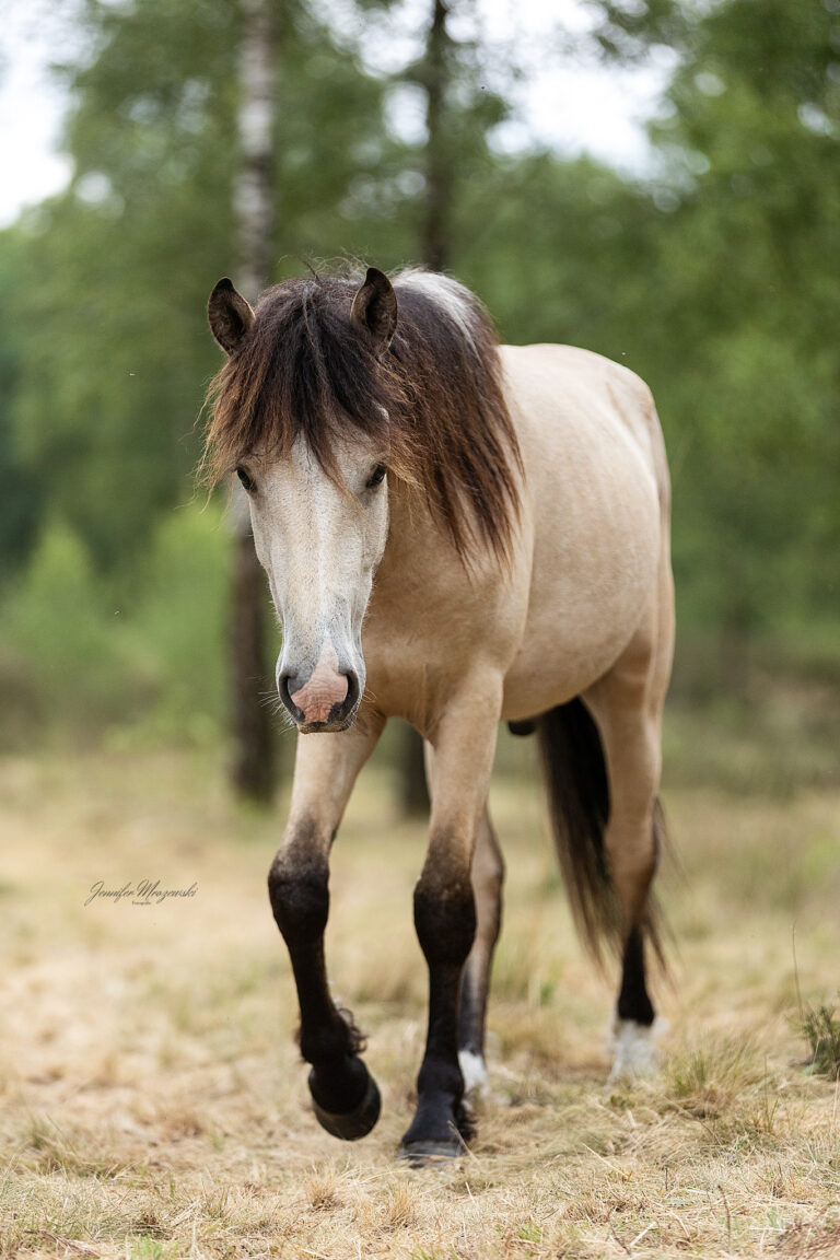 2025-05-29-Isländer-(310)-Web