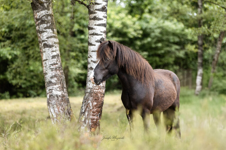 2025-05-29-Isländer-(320-2)-Web