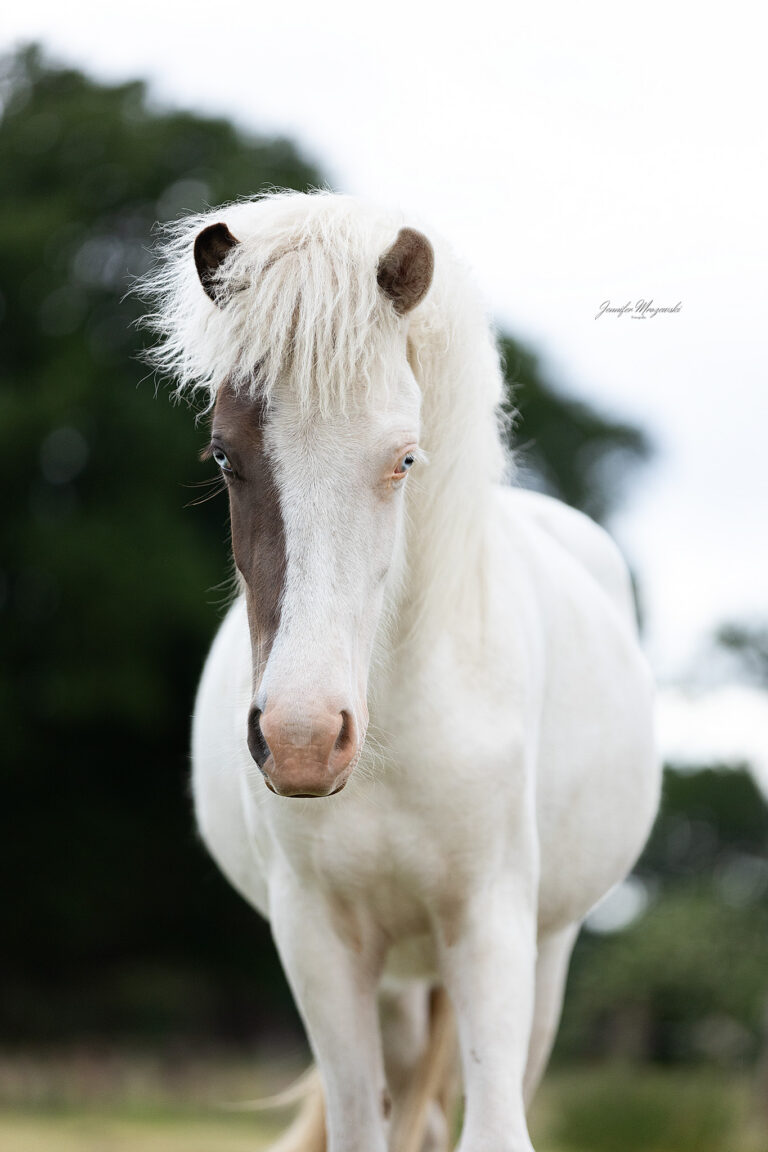 2025-05-29-Isländer-(334)-Web