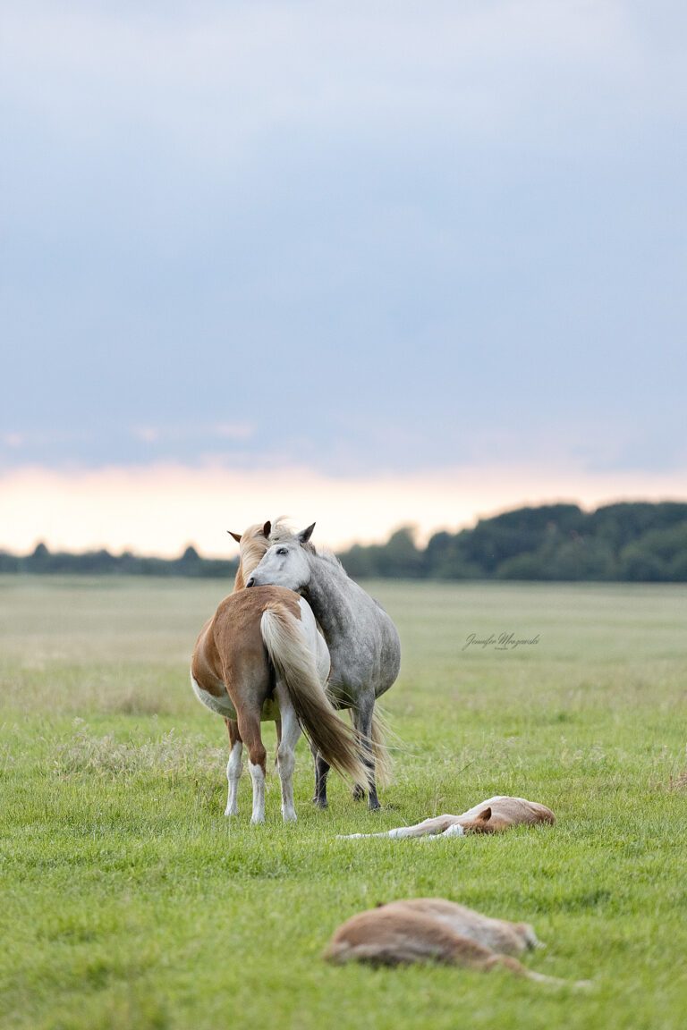 2025-05-29-Isländer-(423)-Web