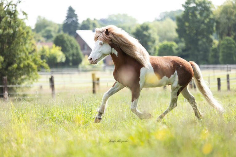 2025-05-30-Isländer-(153)-Web