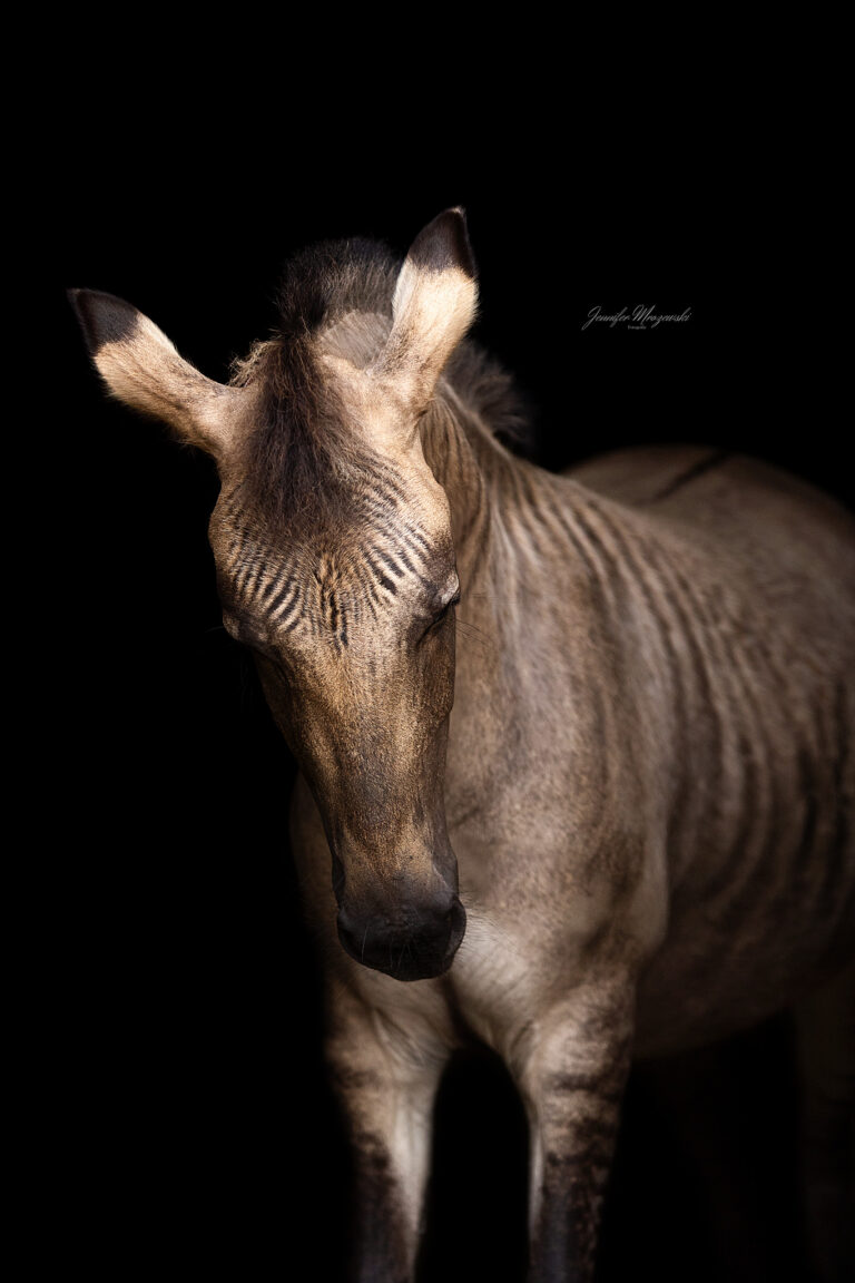 2025-05-30-Zorse-Hazel-(100-2)-Web