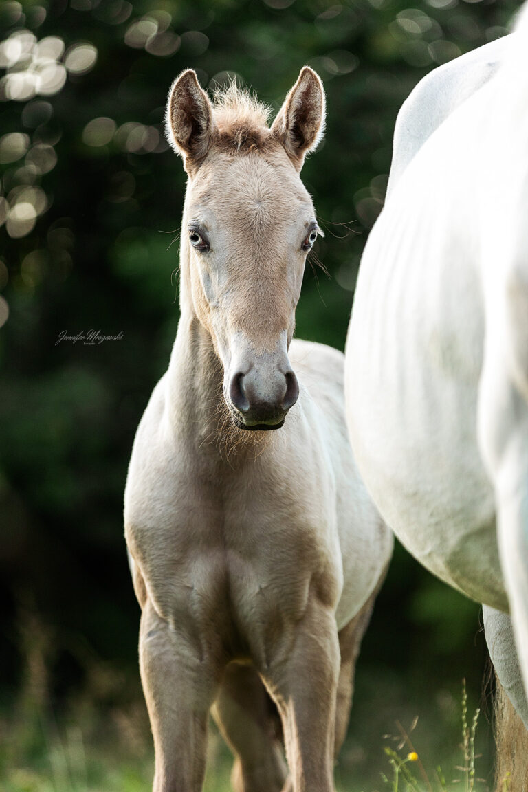 2025-06-19-Maya-Japp-Fohlen-(115)-Web