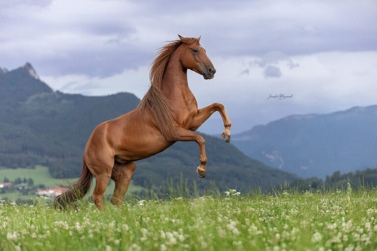 2025-07-19-Boogie-Berg-(60)-Web