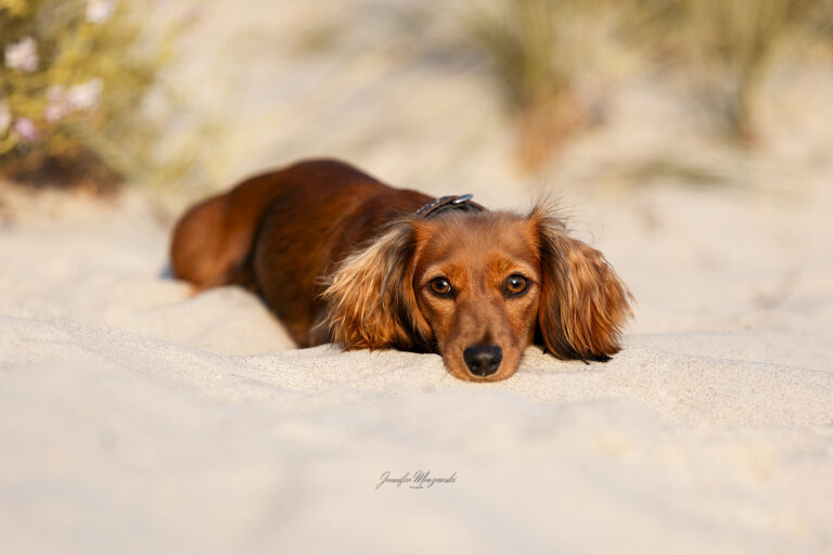 2025-08-13-Hunde-Freundinnen-(60)-Web