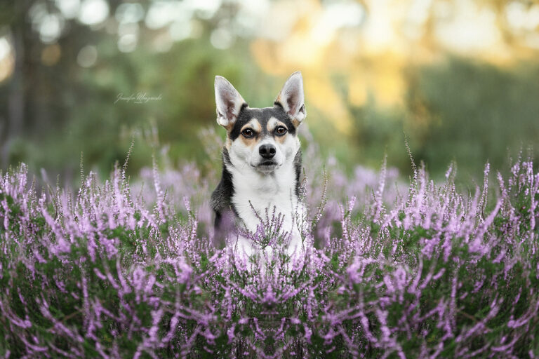 2025-08-17-Albert-Heide-(9)-Web