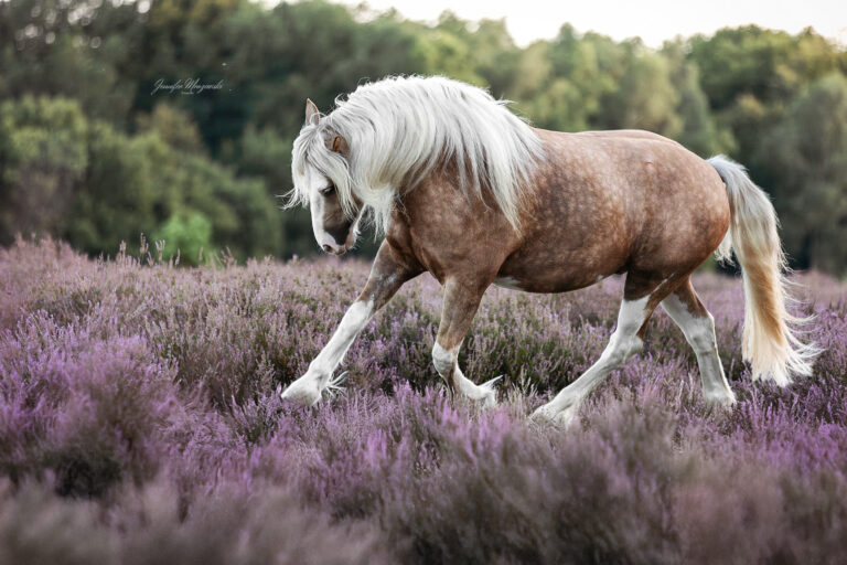 2025-09-07-Heide-Sully-(15-2)-Web