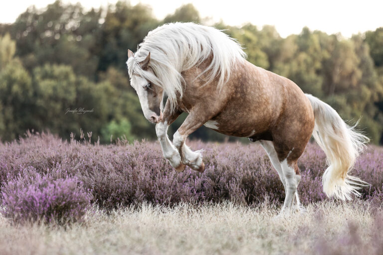 2025-09-07-Heide-Sully-(18)-Web