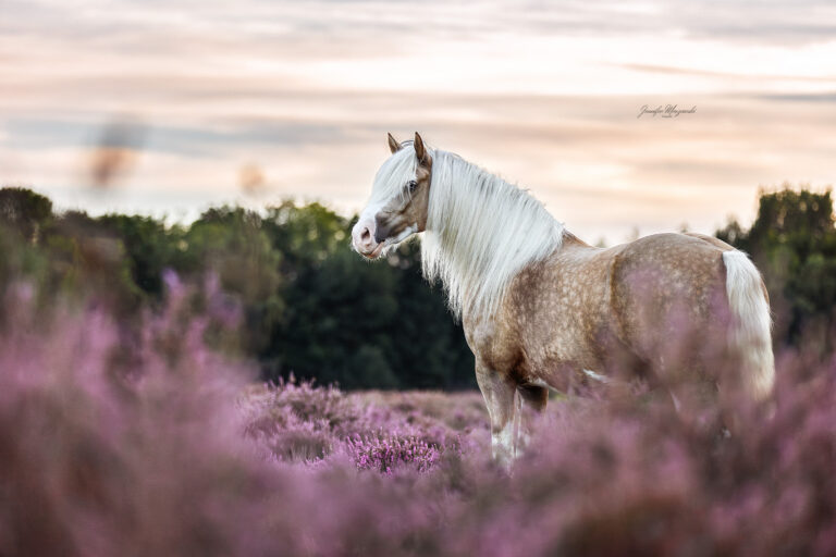 2025-09-07-Heide-Sully-(4-2)-Web