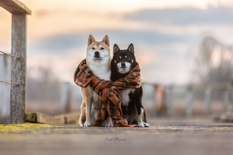 2025-11-22-Shibas-(148)-Web