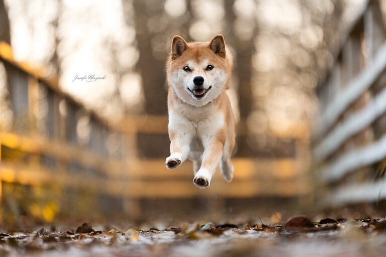 2025-11-22-Shibas-(69)-Web