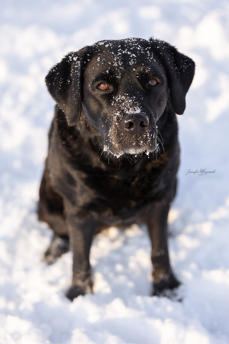 2026-01-04-Schnee-Ponypraline-(180)-Web