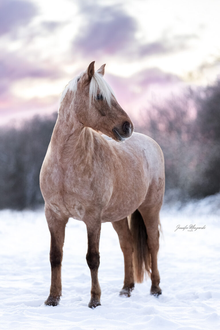 2026-01-04-Schnee-Ponypraline-(20)-Web