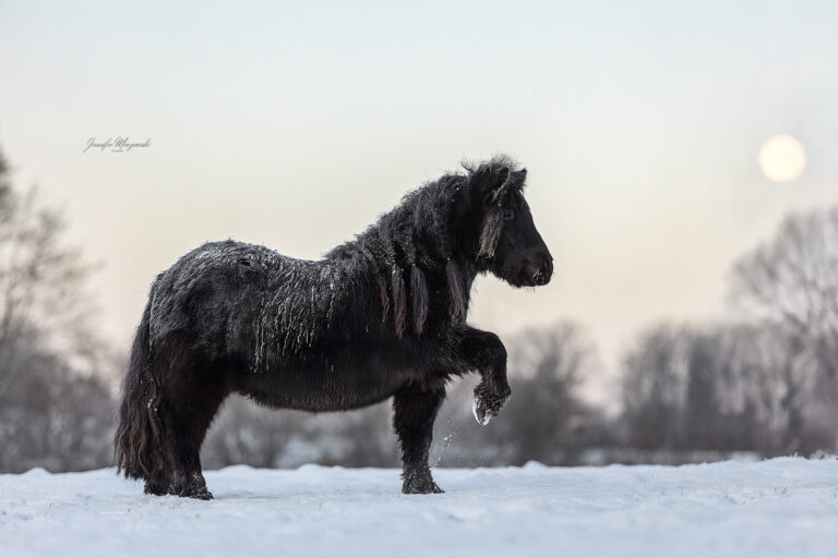 2026-01-04-Schnee-Ponypraline-(52)-Web