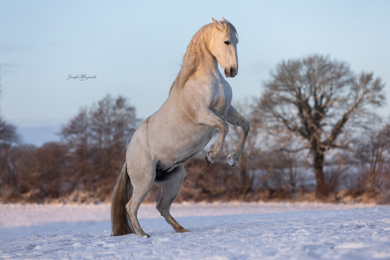 2026-01-04-Schnee-Ponypraline-(76)-Web