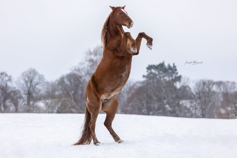 2026-01-05-Maya-Japp-Schnee-(144)-Web